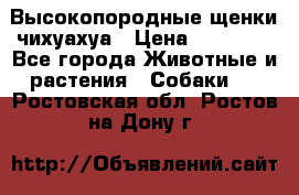 Высокопородные щенки чихуахуа › Цена ­ 25 000 - Все города Животные и растения » Собаки   . Ростовская обл.,Ростов-на-Дону г.